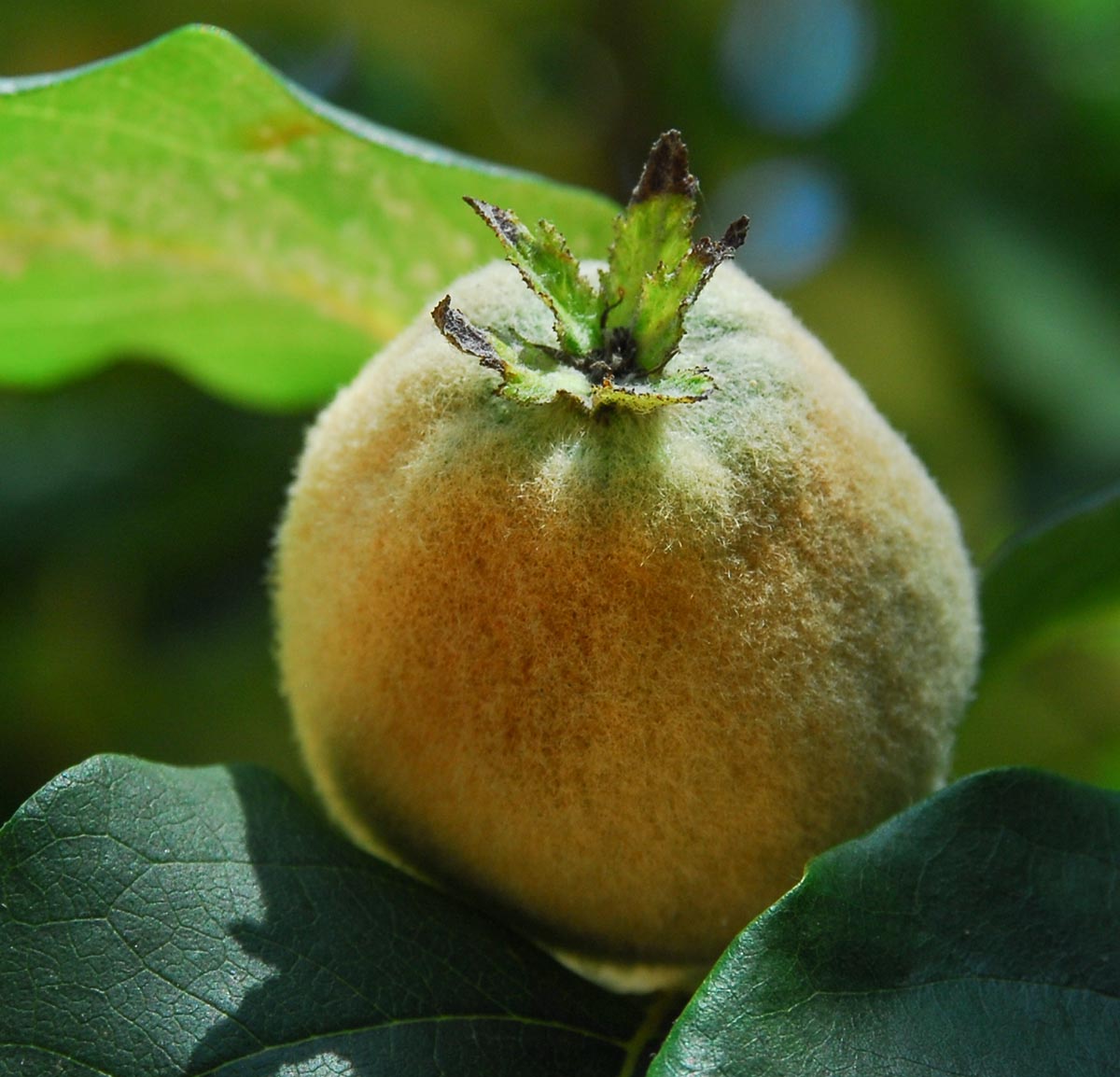 Frucht